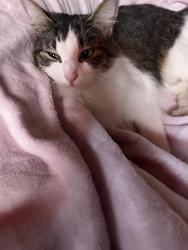 Lost Female Cat last seen 47th and Bryant , Minneapolis, MN 55430