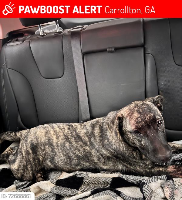 Lost Male Dog last seen Carrollton Villa rica hwy , Carrollton, GA 30116