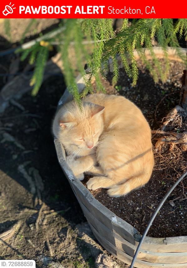 Lost Male Cat last seen Ramona and Bedford, Stockton, CA 95204