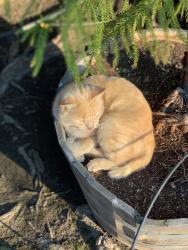 Lost Male Cat last seen Ramona and Bedford, Stockton, CA 95204
