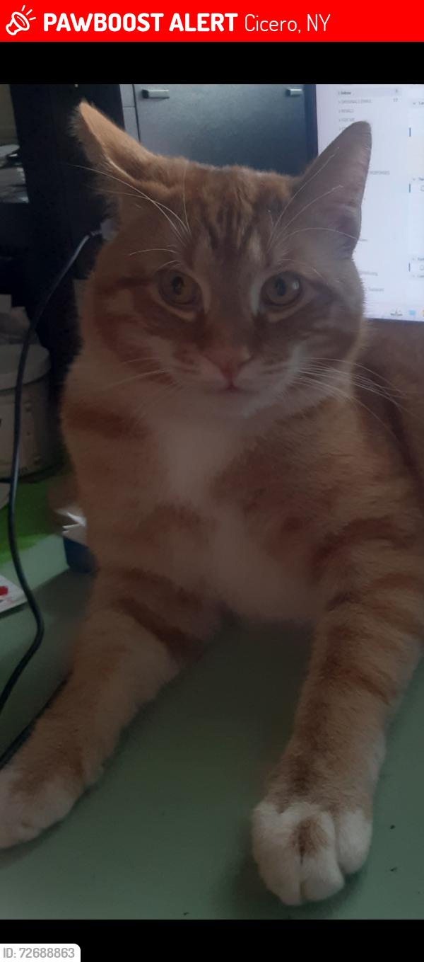 Lost Male Cat last seen Darby Farms, Cicero, NY 13039