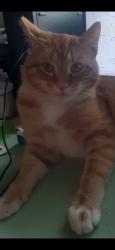 Lost Male Cat last seen Darby Farms, Cicero, NY 13039
