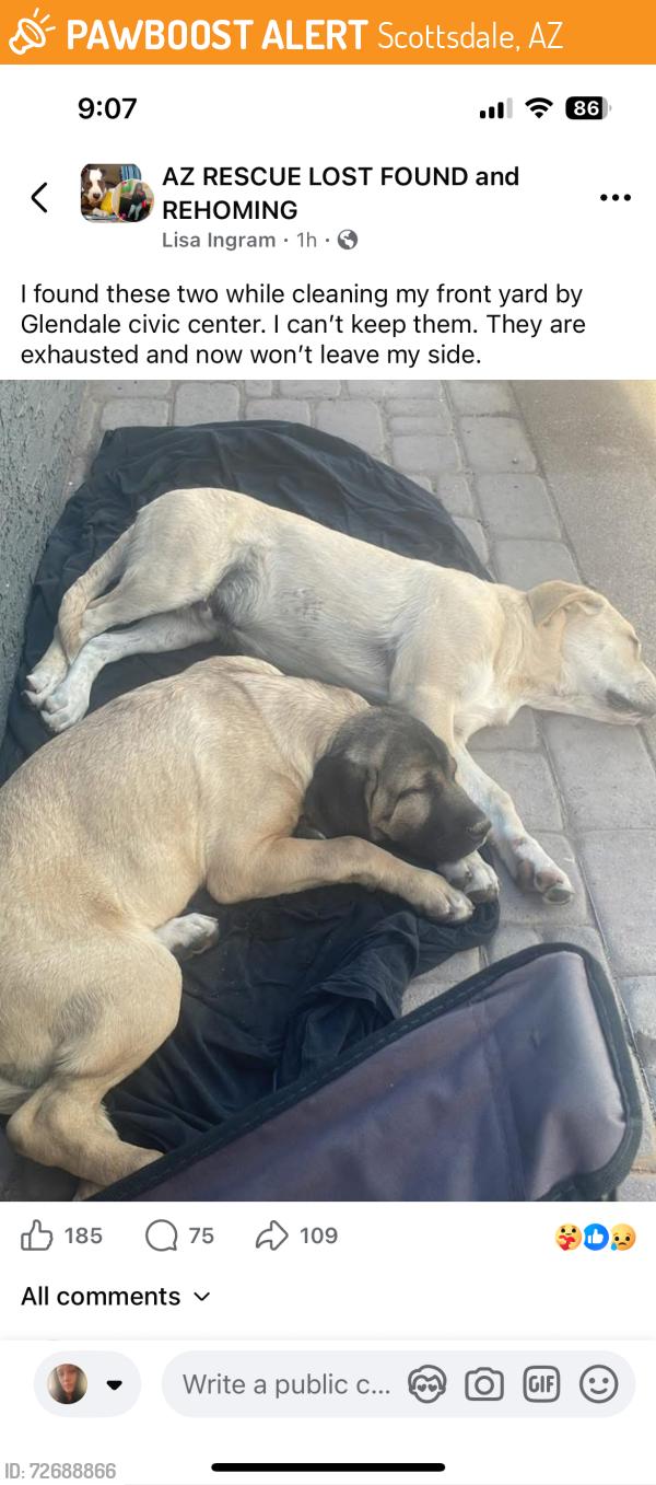 Found/Stray Unknown Dog last seen Civic center , Scottsdale, AZ 85251