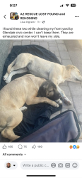 Found/Stray Unknown Dog last seen Civic center , Scottsdale, AZ 85251