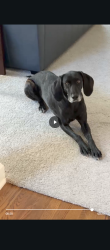 Lost Female Dog last seen Pulley Town Rd, Mitc Mill Rd, Fowler Rd,, Zebulon, NC 27597