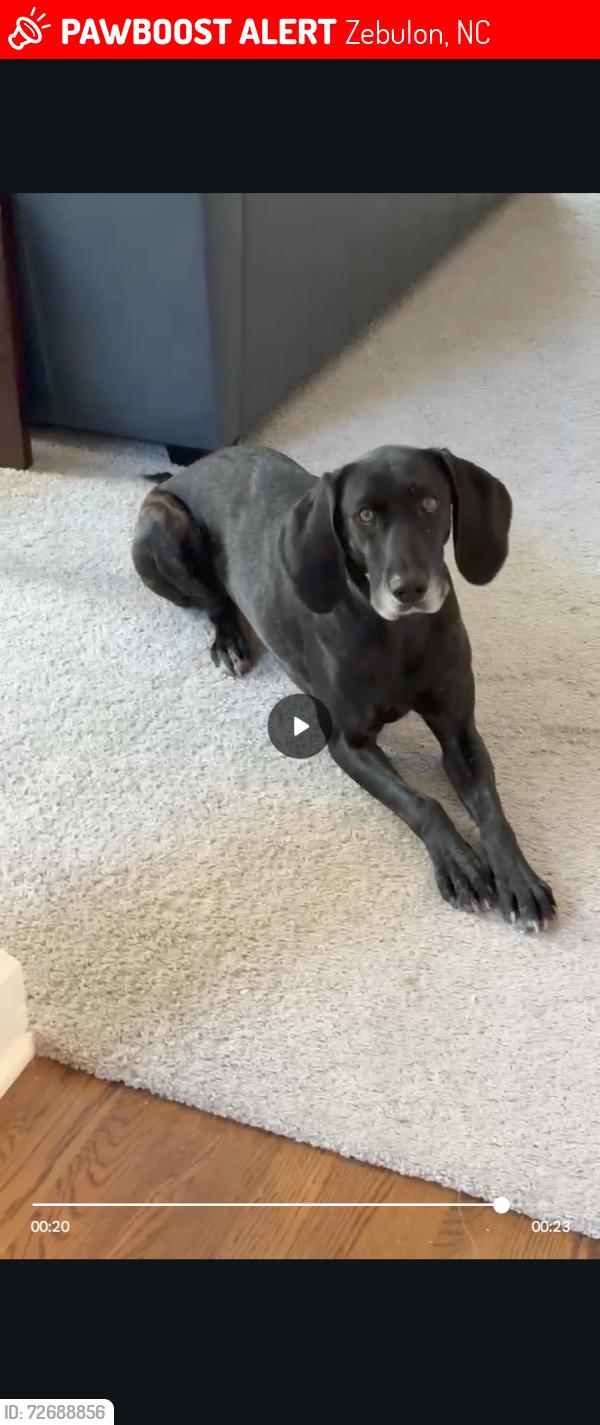Lost Female Dog last seen Pulley Town Rd, Mitc Mill Rd, Fowler Rd,, Zebulon, NC 27597