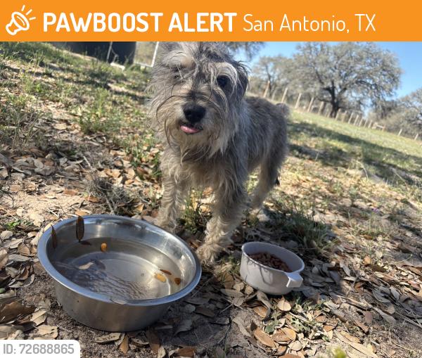 Found/Stray Male Dog last seen Dirt road , San Antonio, TX 78264