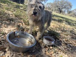 Found/Stray Male Dog last seen Dirt road , San Antonio, TX 78264