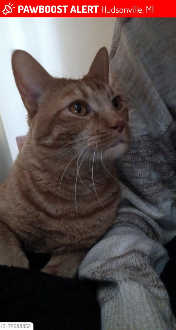 Lost Male Cat last seen Bauer Elementary, Hudsonville, MI 49426