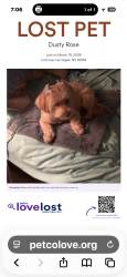 Lost Female Dog last seen Near hallston, Las Vegas, NV 89134