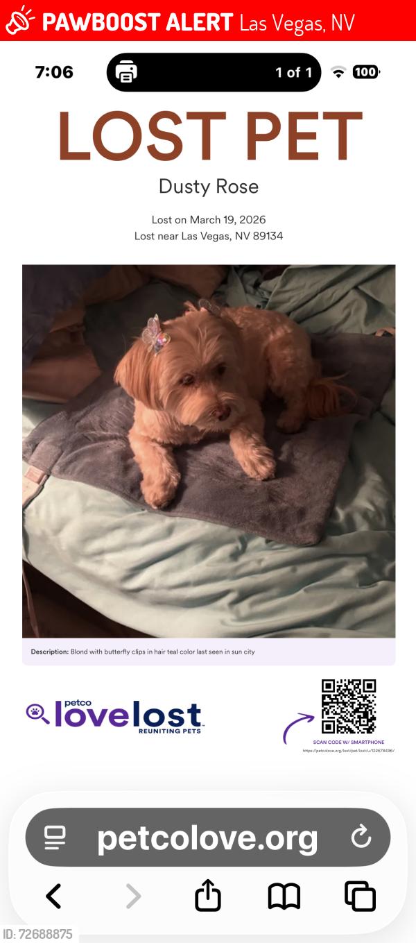 Lost Female Dog last seen Near hallston, Las Vegas, NV 89134