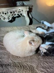 Lost Male Cat last seen West Hills Dr. and Cummings Highway, Chattanooga, TN 37419