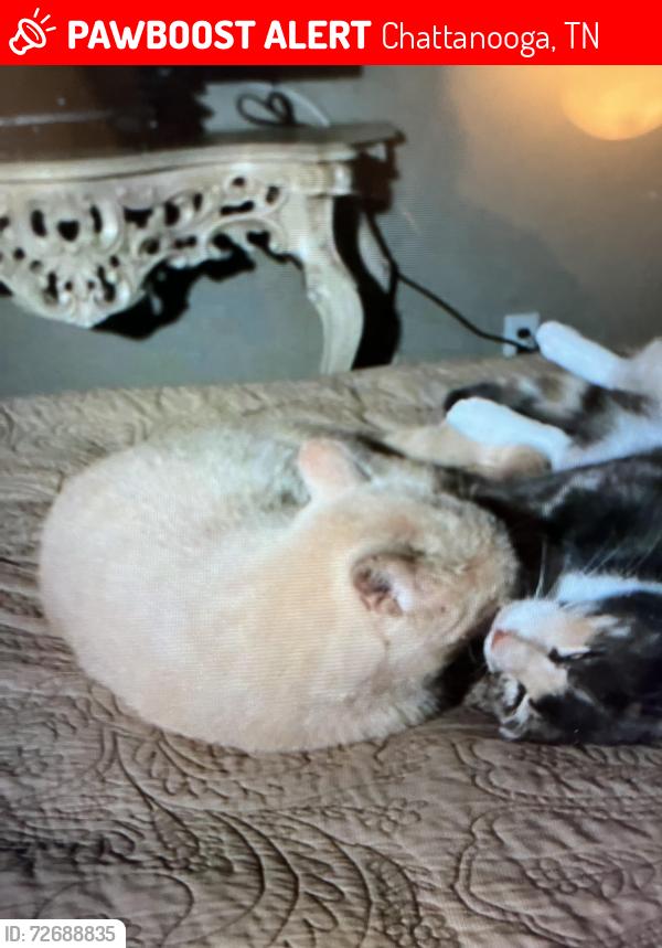 Lost Male Cat last seen West Hills Dr. and Cummings Highway, Chattanooga, TN 37419