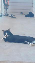Lost Male Cat last seen Queen Mary flea market , Edmonton, AB T5H 1K8
