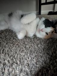 Lost Female Cat last seen Near north 38th st, Kansas City, KS 66104