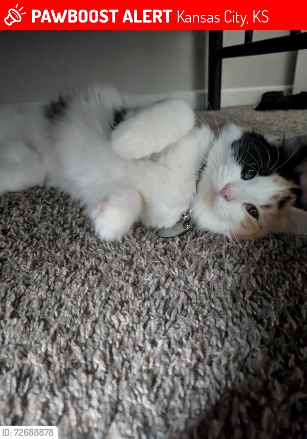 Lost Female Cat last seen Near north 38th st, Kansas City, KS 66104