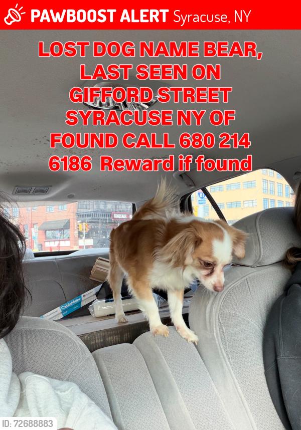 Lost Male Dog last seen Gifford and Oswego , Syracuse, NY 13204