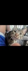 Lost Female Cat last seen Inglewood , Calgary, AB T2G 0X4