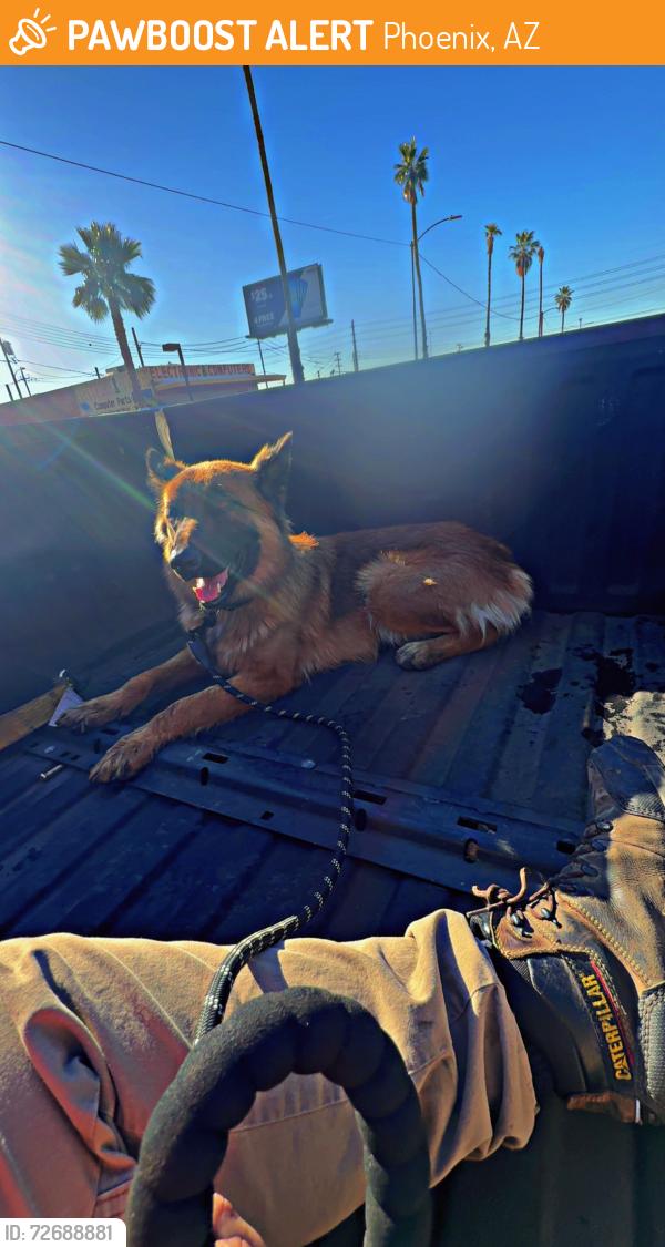 Found/Stray Female Dog last seen 27th ave and vanburen , Phoenix, AZ 85009