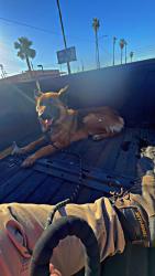 Found/Stray Female Dog last seen 27th ave and vanburen , Phoenix, AZ 85009