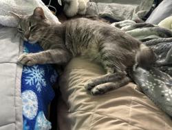 Lost Male Cat last seen Neighborhood area , Marietta, GA 30060