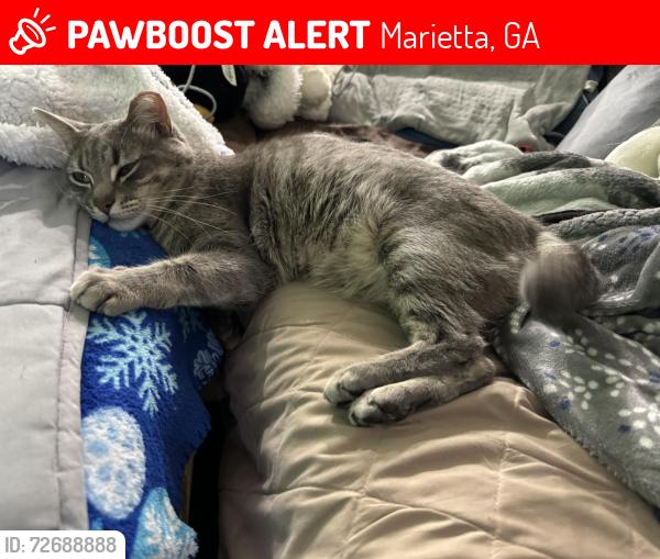 Lost Male Cat last seen Neighborhood area , Marietta, GA 30060