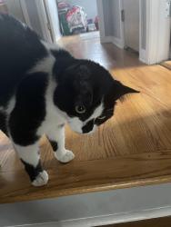 Found/Stray Female Cat last seen Oakton & Waukegan, Niles, IL 60714