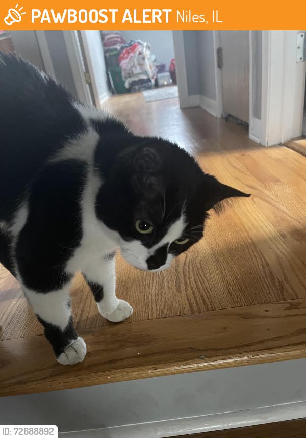 Found/Stray Female Cat last seen Oakton & Waukegan, Niles, IL 60714