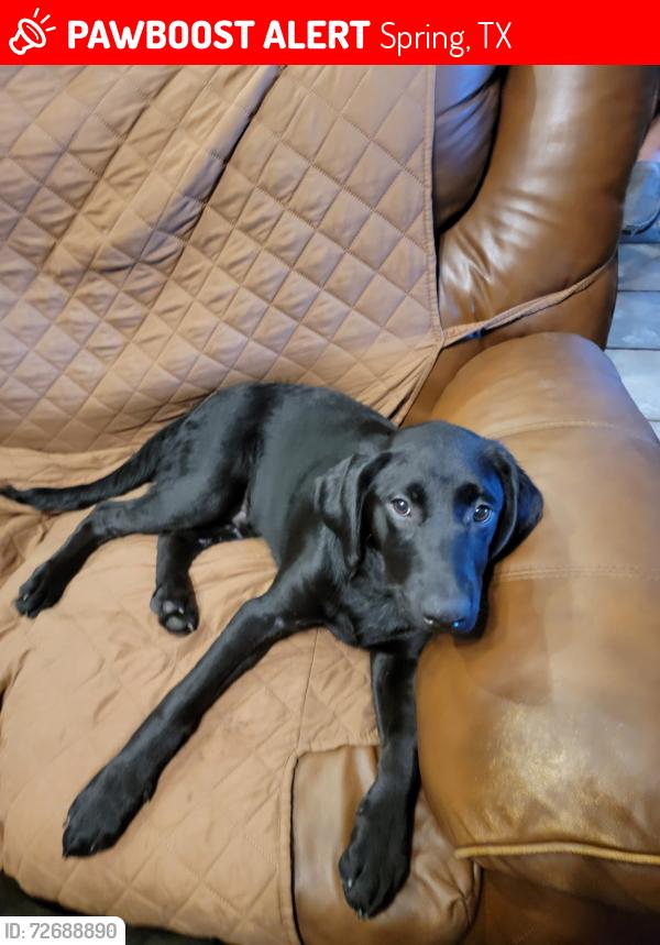 Lost Female Dog last seen Spring stubbner , Spring, TX 77388