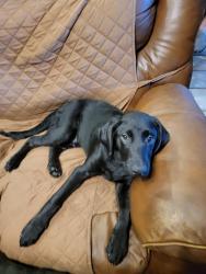 Lost Female Dog last seen Spring stubbner , Spring, TX 77388