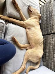 Found/Stray Female Dog last seen Moss st. Throughbred, Lafayette, LA 70501