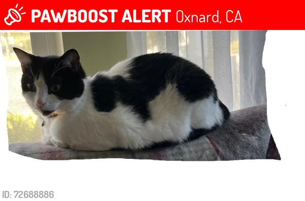 Lost Female Cat last seen ST MARY'S DRIVE, CRAIG DR., 2252 Craig Dr, Oxnard, CA 93036, Oxnard, CA 93036