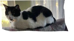 Lost Female Cat last seen ST MARY'S DRIVE, CRAIG DR., 2252 Craig Dr, Oxnard, CA 93036, Oxnard, CA 93036