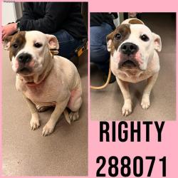 Shelter Stray Female Dog last seen ROY AVE, Macon, GA 31216