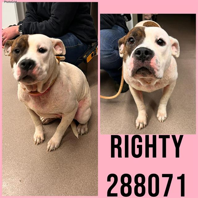 Shelter Stray Female Dog last seen ROY AVE, Macon, GA 31216
