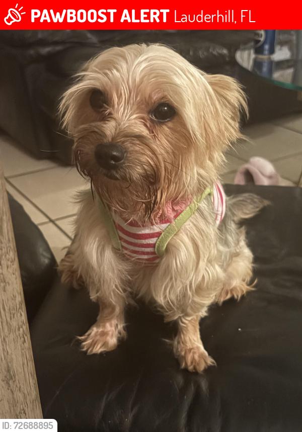 Lost Female Dog last seen 14th st and 55th Ave , Lauderhill, FL 33313