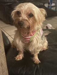 Lost Female Dog last seen 14th st and 55th Ave , Lauderhill, FL 33313