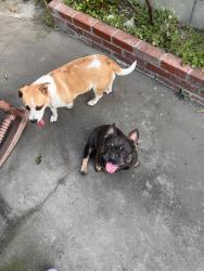Found/Stray Unknown Dog last seen Merced  , Baldwin Park, CA 91706