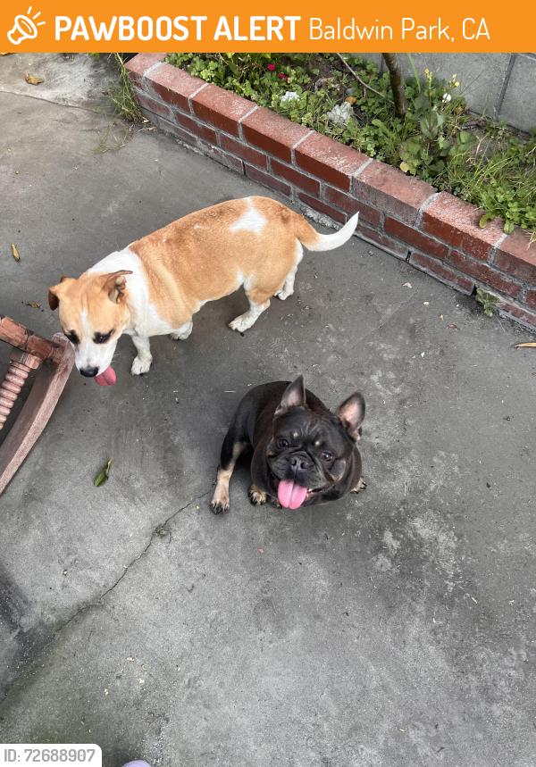 Found/Stray Unknown Dog last seen Merced  , Baldwin Park, CA 91706