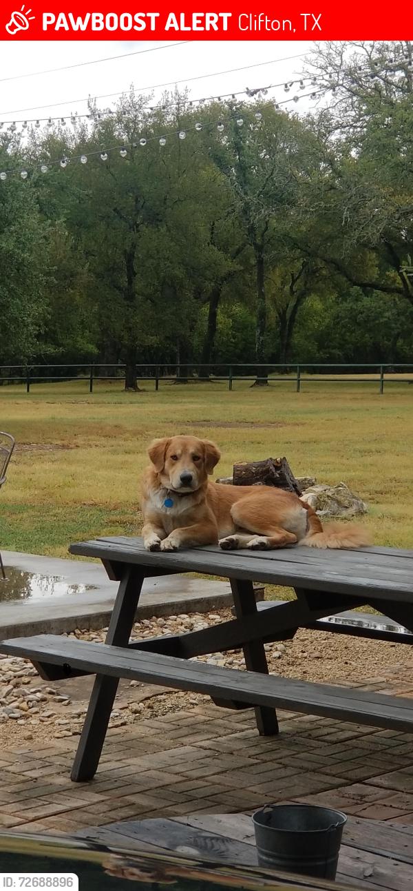 Lost Male Dog last seen Near , Clifton, TX 76634
