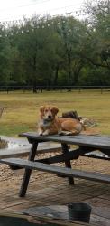 Lost Male Dog last seen Near , Clifton, TX 76634