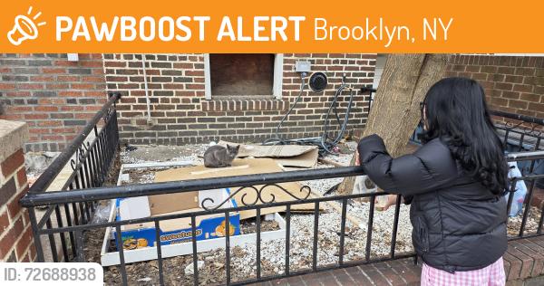 Found/Stray Unknown Cat last seen Bay Ridge Ave & 68th street, Brooklyn, NY 11220
