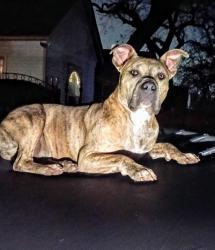 Lost Male Dog last seen Clinton Ave and NW 14th st, Fort Worth, TX 76164