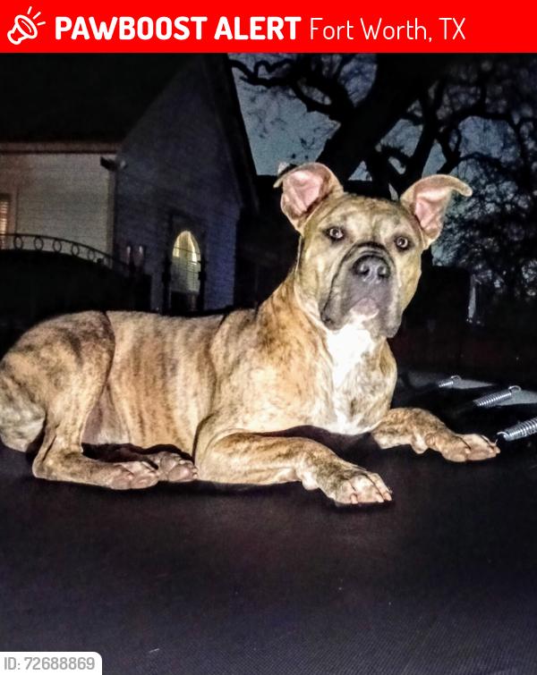 Lost Male Dog last seen Clinton Ave and NW 14th st, Fort Worth, TX 76164