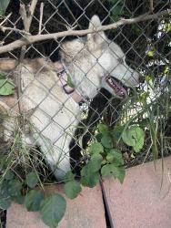 Found/Stray Unknown Dog last seen Roscoe and white oak, Los Angeles, CA 91325