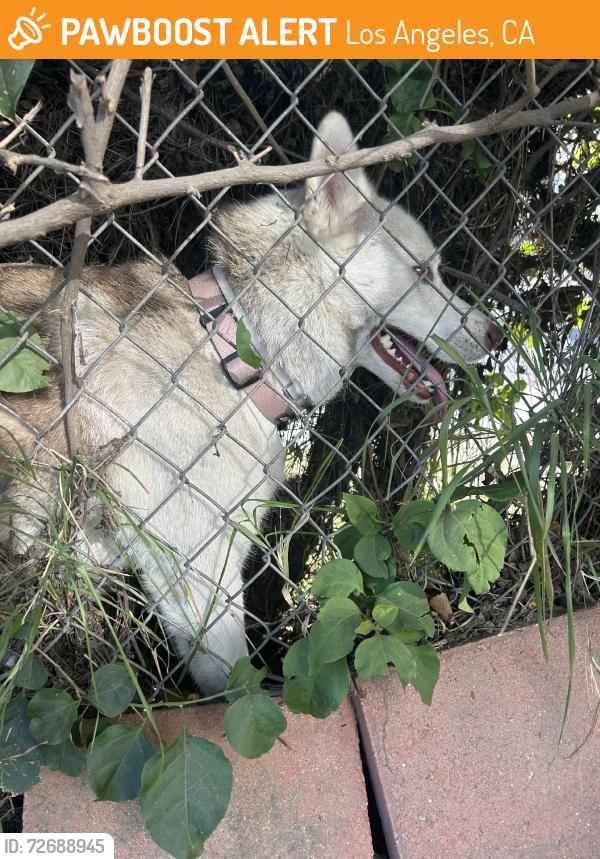 Found/Stray Unknown Dog last seen Roscoe and white oak, Los Angeles, CA 91325
