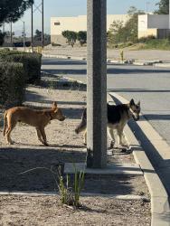 Found/Stray Male Dog last seen Interchange, San Bernardino, CA 92407