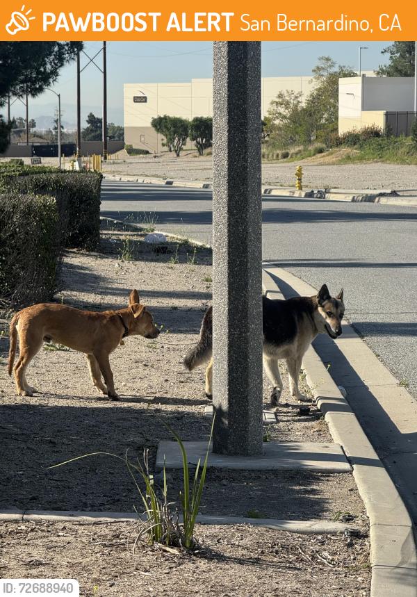 Found/Stray Male Dog last seen Interchange, San Bernardino, CA 92407