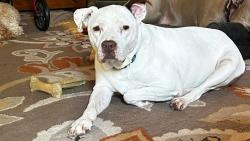 Lost Female Dog last seen West Lizard Bay Lake Gaston, Henrico, NC 27842