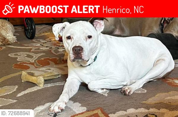 Lost Female Dog last seen West Lizard Bay Lake Gaston, Henrico, NC 27842